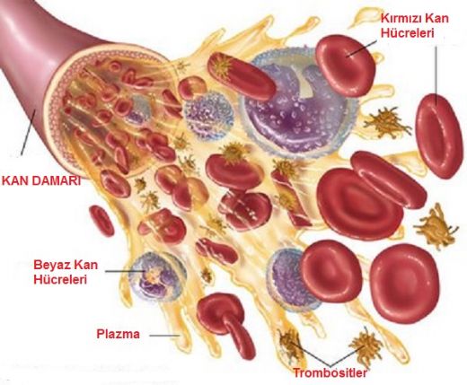 Trombosit Eksikliği Nedenleri