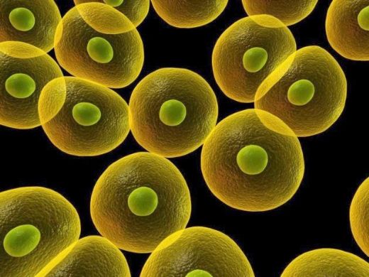 Trombosit Yüksekliği Nedenleri?